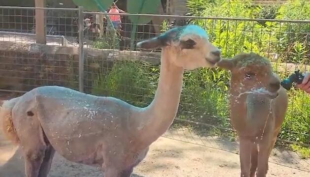 Alpaka-Poolparty im Philadelphia Zoo