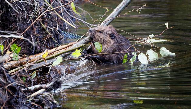 Biber, Damm, Natur, Klima, Klimahelfer, Umwelt