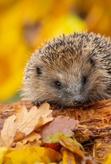 Igel, Stacheltier, Fakten, Wildtier, Tier des Jahres