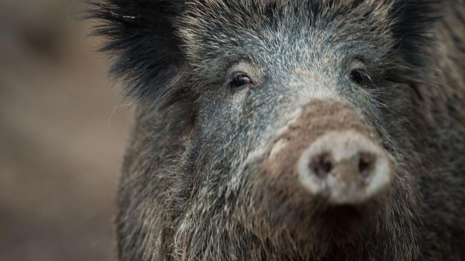 Wildschwein