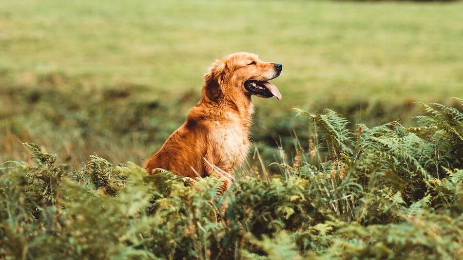 Hunde haben negativen Einfluss auf Umwelt.