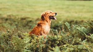 Hunde haben negativen Einfluss auf Umwelt.