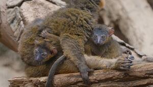 Doppeltes Glück: Seltene Halsbandmaki-Zwillinge kommen im Bronx Zoo zur Welt