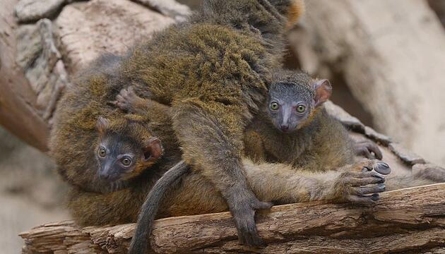 Doppeltes Glück: Seltene Halsbandmaki-Zwillinge kommen im Bronx Zoo zur Welt