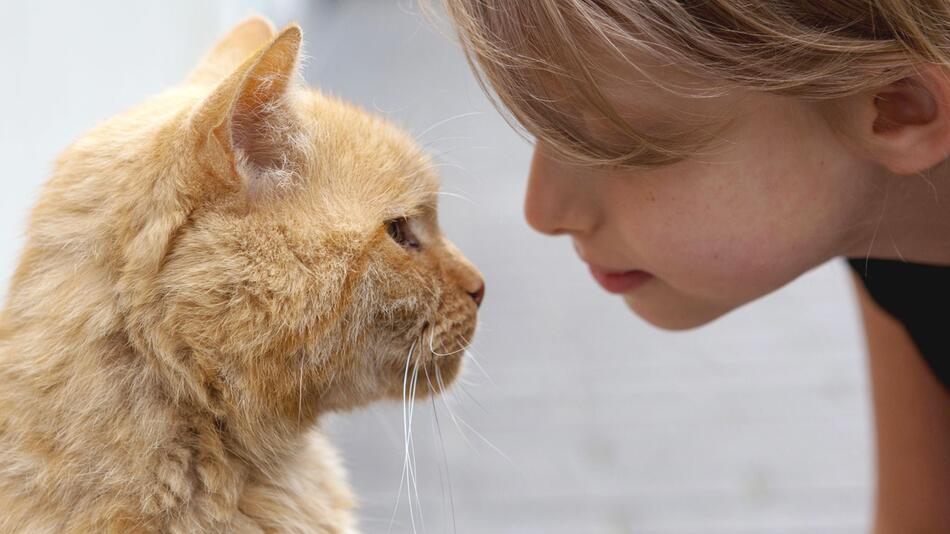 Liebesbeweis für Stubentiger: Blinzeln Sie Ihre Katze doch mal an