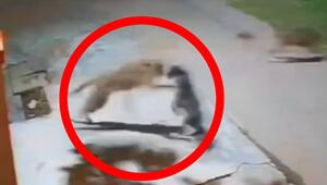 Leopard hat es auf Hund abgesehen – doch dann kommt das Rudel
