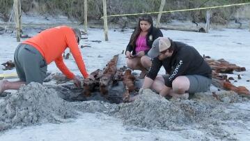 Schiff, Wrack, Strand, USA, Sankt Johns County, Florida, Archäologen