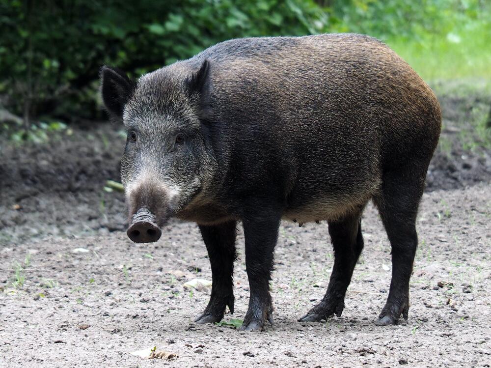 Durch die Verwechslung wird das Pferd erschossen.