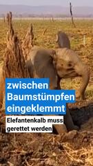 Elefantenkalb steckt zwischen Baumstümpfen fest