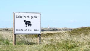 Goldschakal auf Sylt