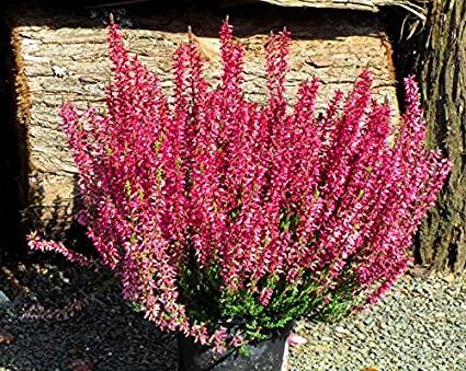 Blumen, Pflanzen, Garten, Balkon, Hochbeet, gärtnern, Beet, anpflanzen