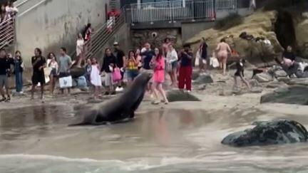 Seelöwen verscheuchen Menschenmassen vom Strand