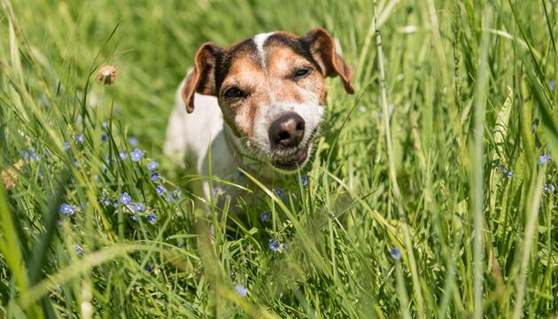 Jack Russell Terrier isst Gras