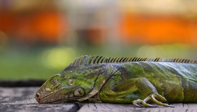 Wetter in USA - Kälterekord in Florida