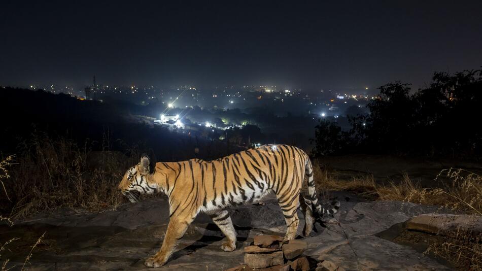 Studie: Tigerpopulation nimmt dank Schutzmaßnahmen deutlich zu