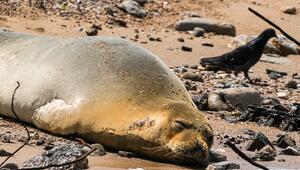 Mönchsrobbe in Israel