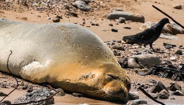 Mönchsrobbe in Israel
