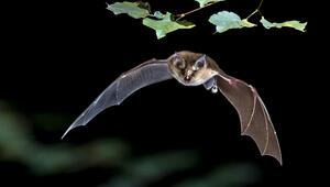 Fledermaus