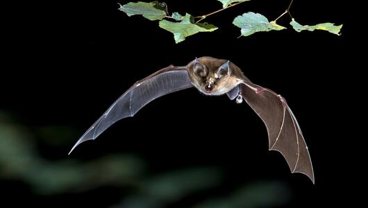 Fledermaus