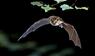 Fledermaus