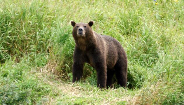Kamtschatka-Braunbär