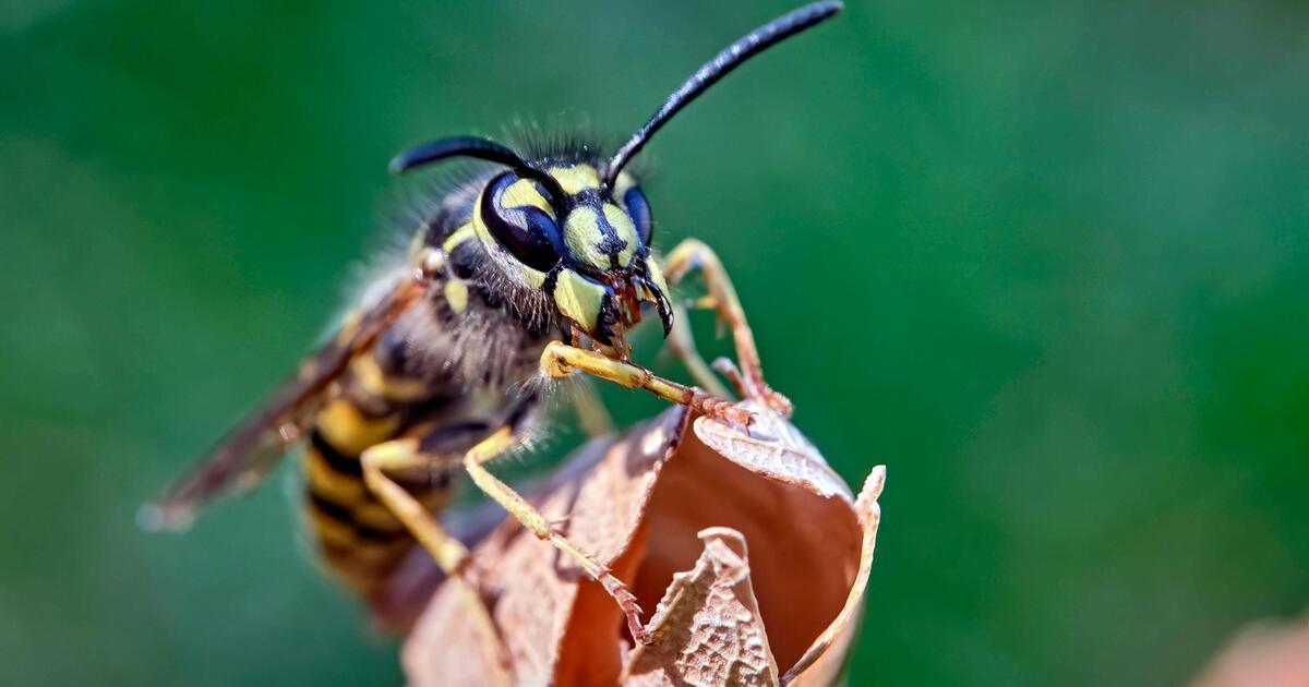 Lästige Zeitgenossen im Sommer Was hilft gegen Wespen