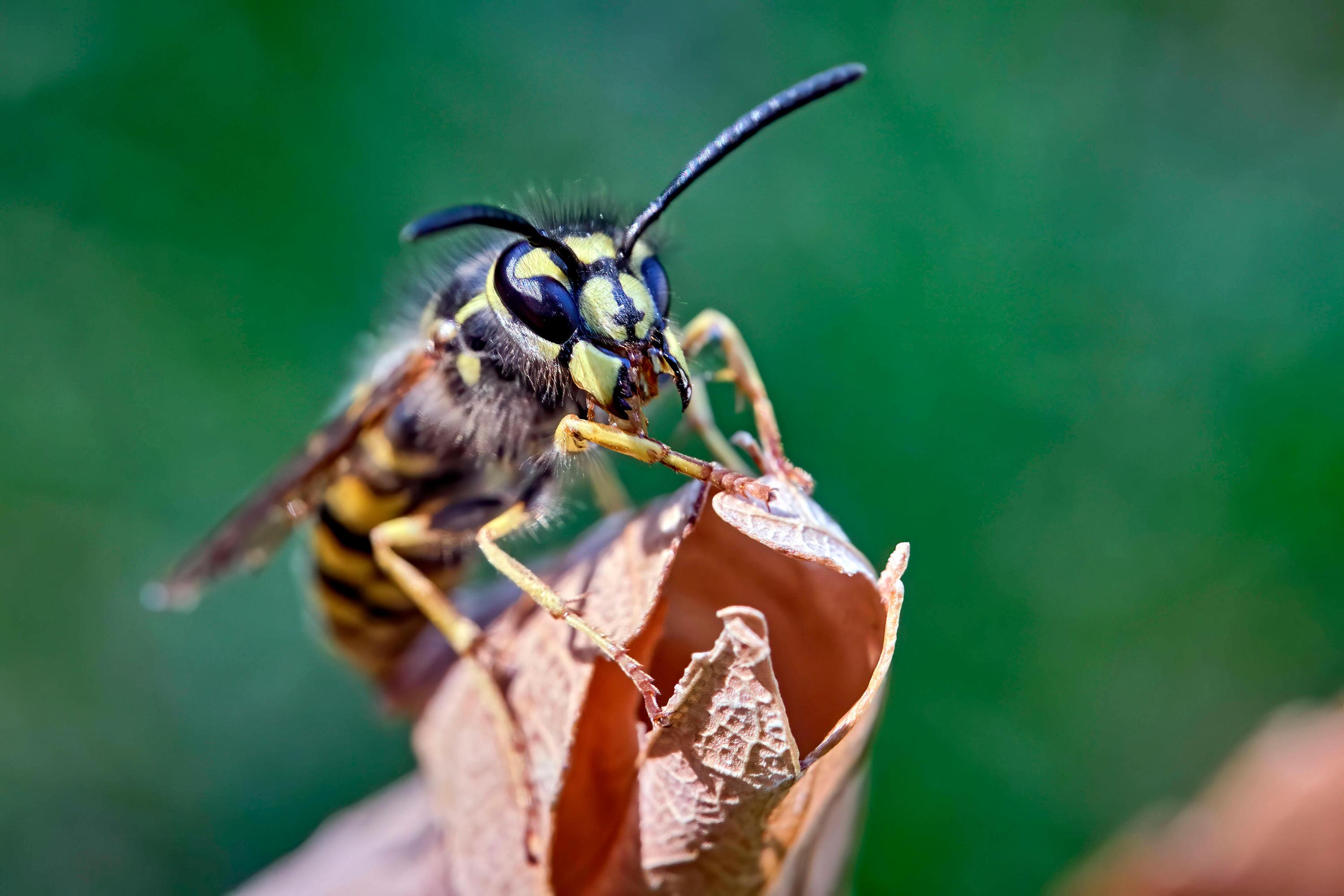 Lästige Zeitgenossen im Sommer Was hilft gegen Wespen? WEB.DE