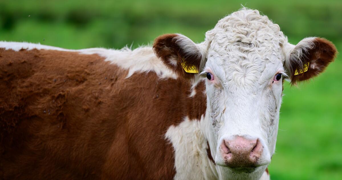Bonnie Rinder Feuerwerk erschreckt Rinder – Tiere brechen aus Gehege aus | WEB.DE