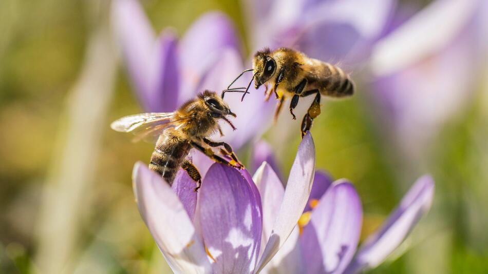 Bienen, Blüte