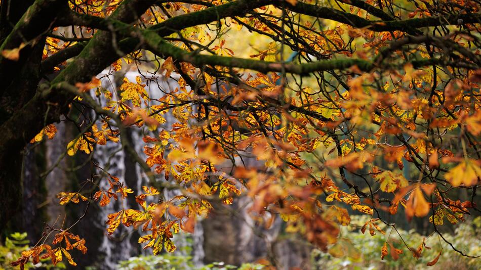 Herbstlaub