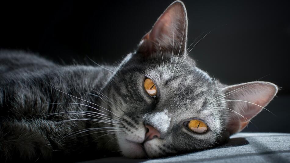 Demenz bei Katzen – ist Deine Katze betroffen?