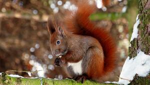 Winterhilfe für Eichhörnchen