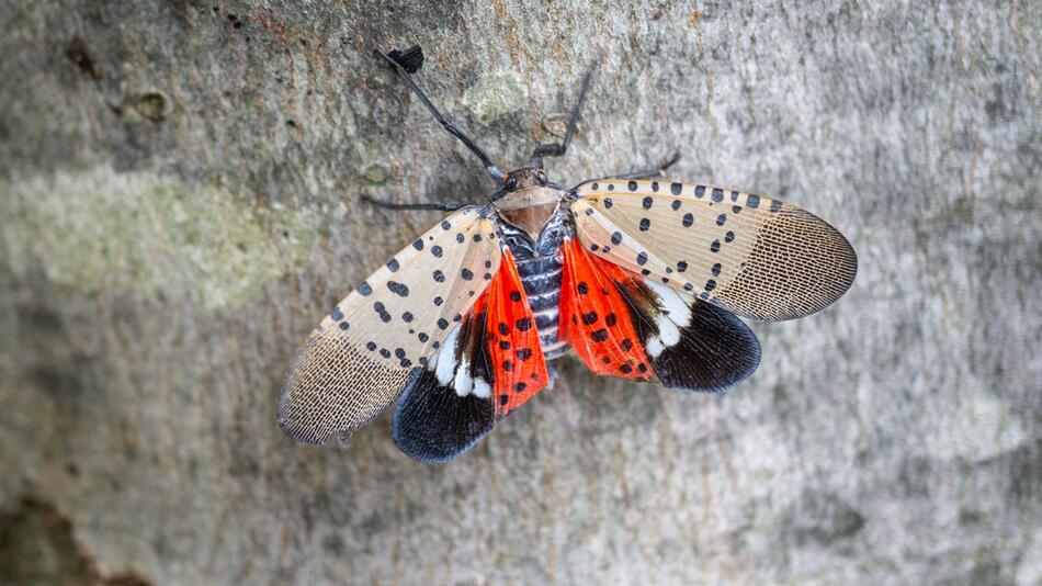 Eine ausgewachsene Gepunktete Laternenträgerzikade (Lycorma delicatula).