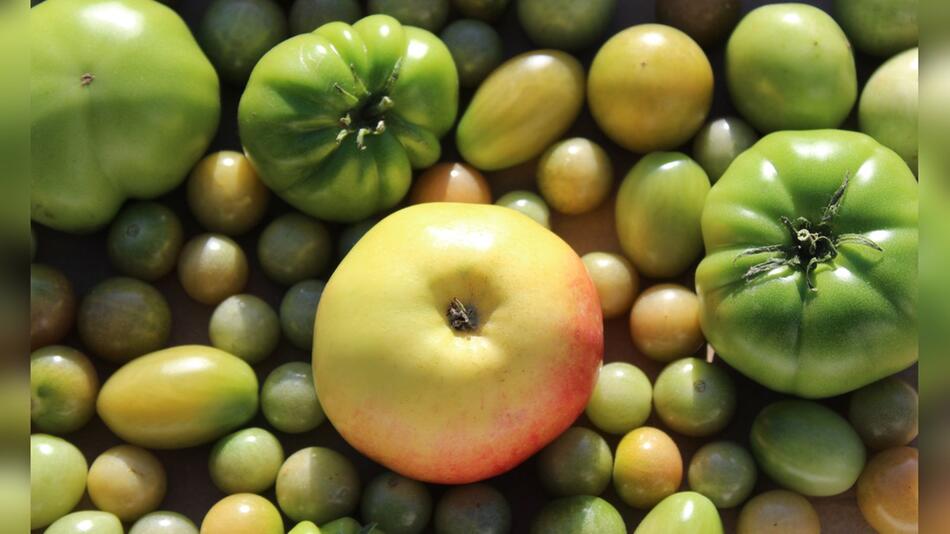 Ein Apfel kann den Reifeprozess unreifer Tomaten unterstützen.