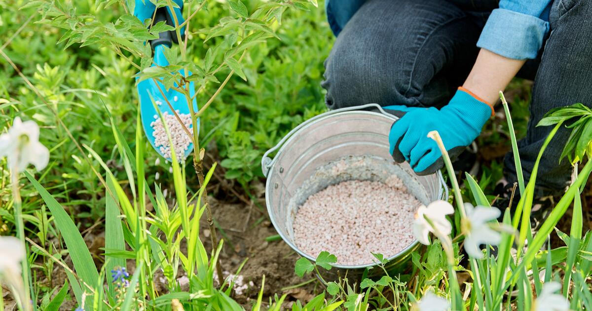 Rasen dngen bei Regen: Was Sie beachten mssen