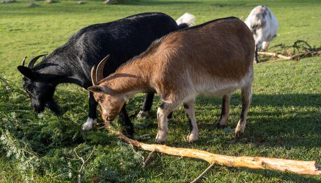 Verfahren gegen Tierpark wegen Verletzung in Streichelgehege