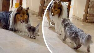 Hund zeigt Kätzchen die Zähne – doch dann kommt die Mama