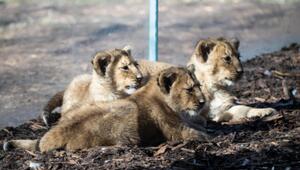 Löwen-Drillinge im Schweriner Zoo