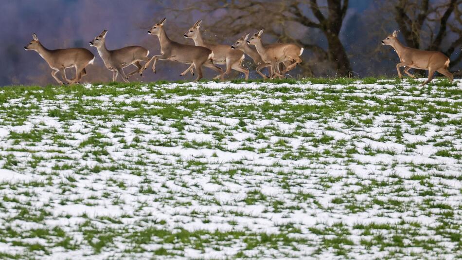 Rehe in Baden-Württemberg