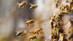 Bienen