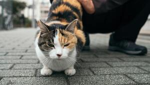 Darum kratzen Katzen neben dem Fressnapf auf dem Boden | WEB.DE