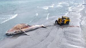 Der tote Wal wird an Land der dänischen Insel Anholt gezogen