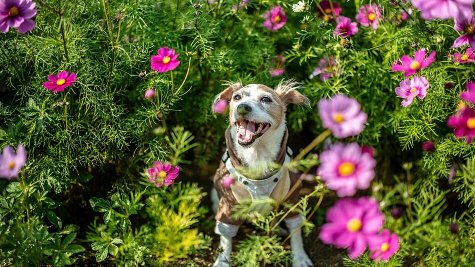 Worauf Du im Frühling mit Hund achten musst.