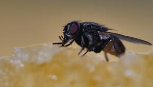 Frühjahrswarnung: Diese Insekten breiten sich jetzt in Wohnungen aus