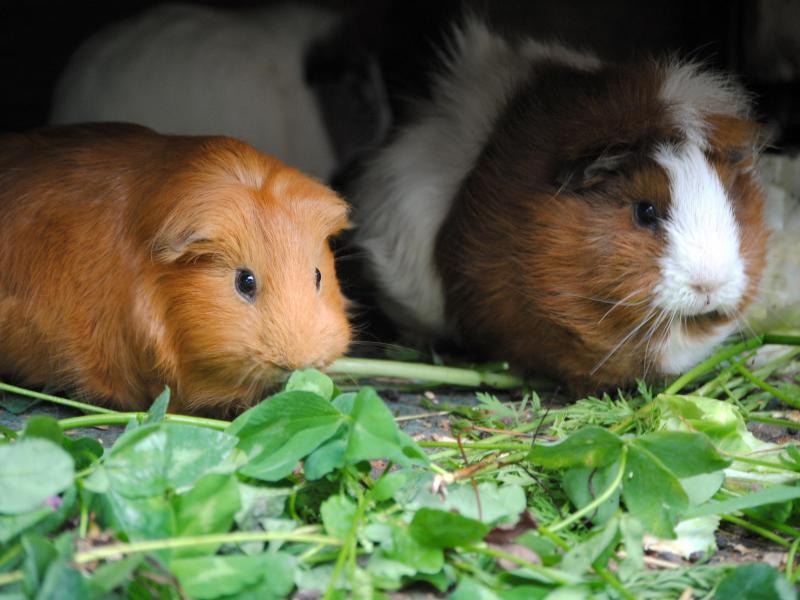 Partnersuche kaninchen