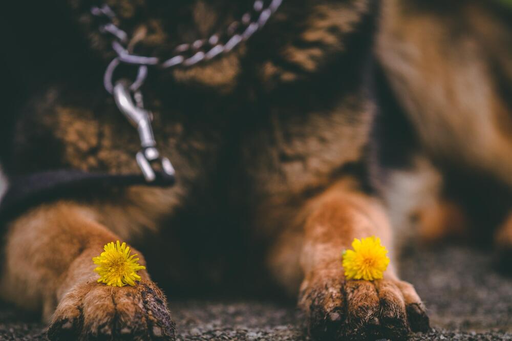 Auch Hunde können Heuschnupfen haben.