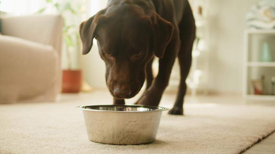 Wissenschaftler finden heraus, warum Labradore so viel fressen