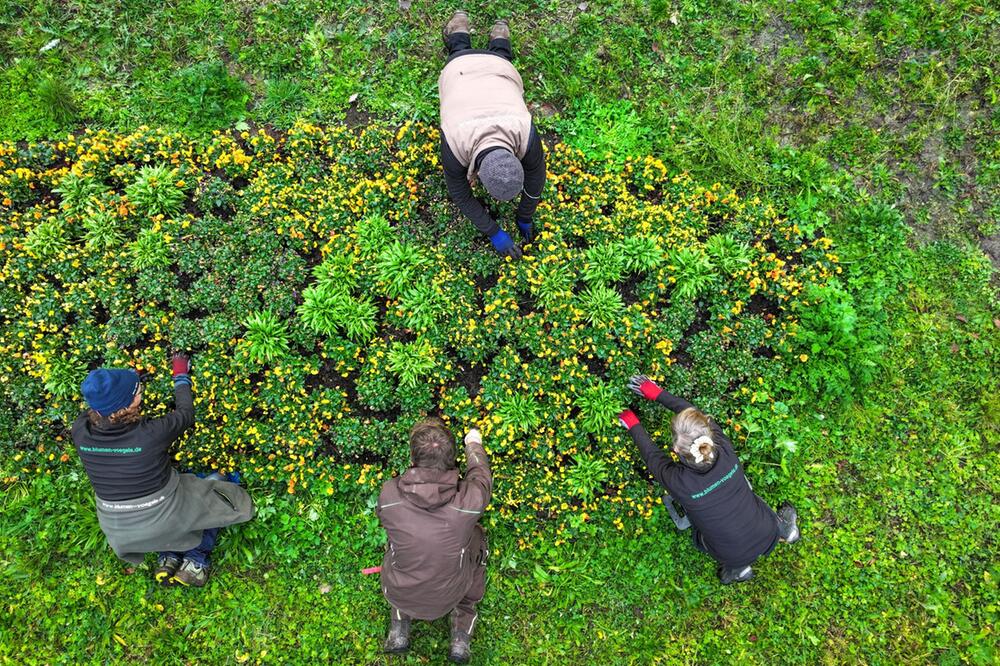 Vier Gärtner setzen Blumenzwiebeln