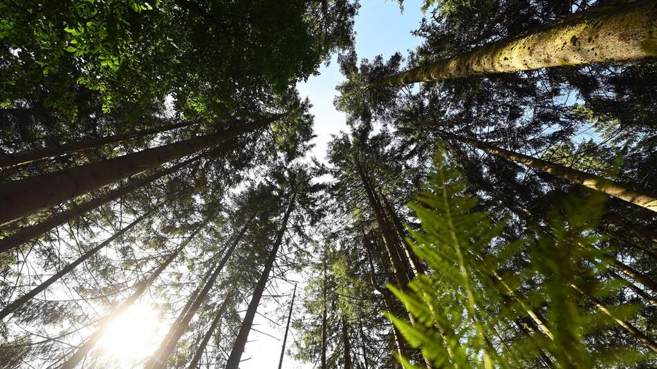 Nationalpark Schwarzwald