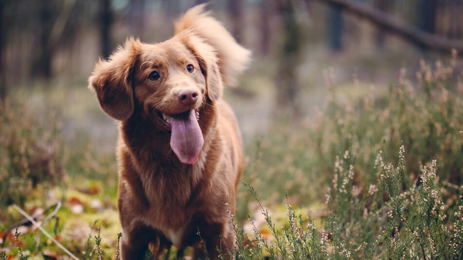 Im Norden übertragen Zecken auch Hundemalaria.